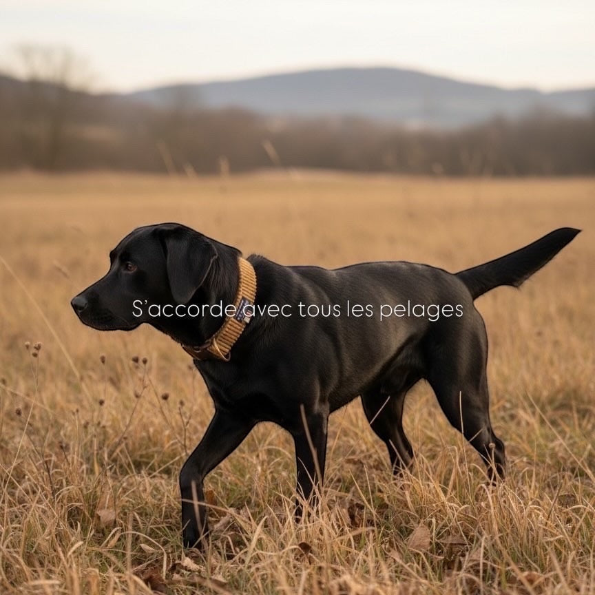 Collier Safari porté par un labrador noir dans un champ
