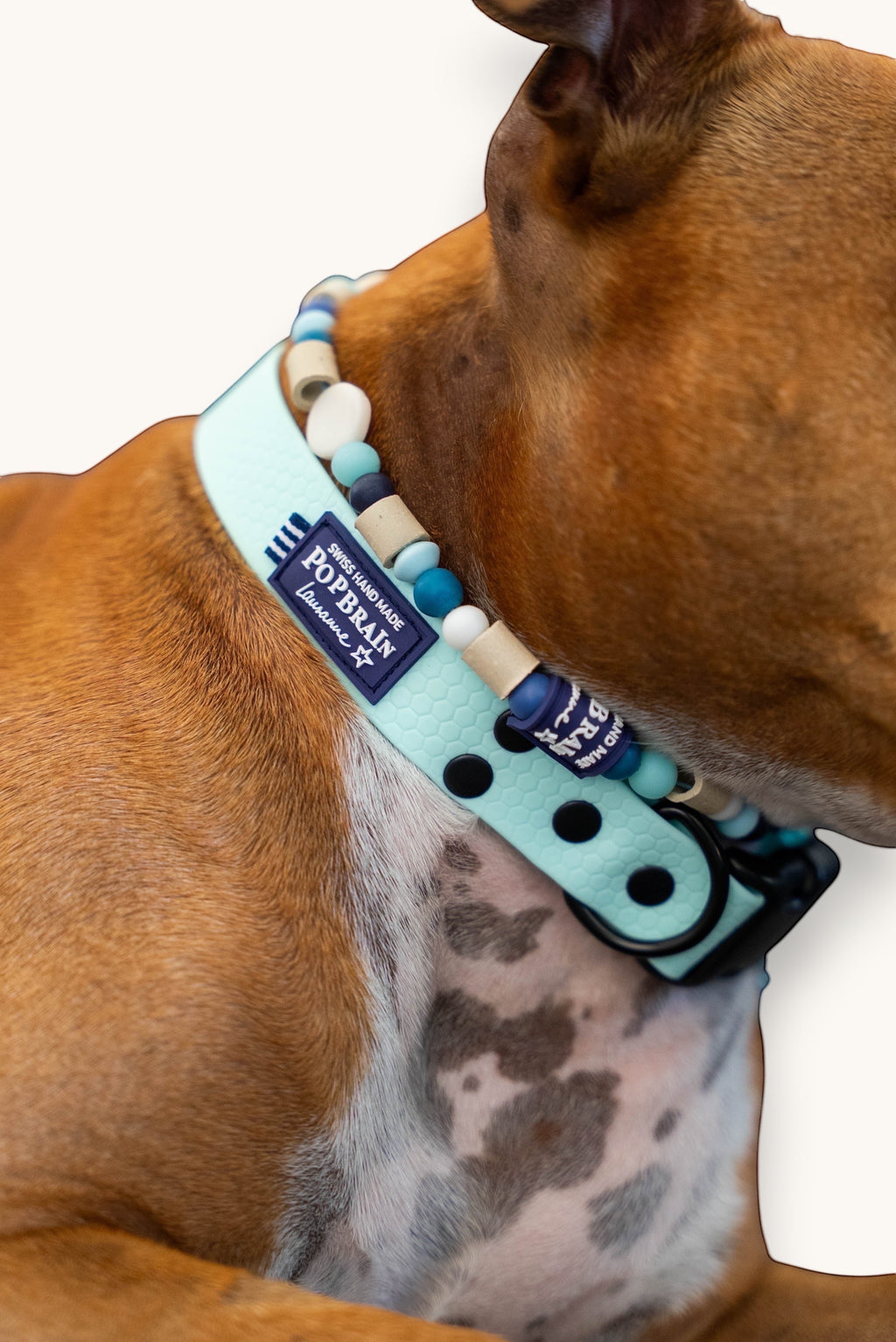 Popbrain waterproof light blue PVC dog collar with honeycomb texture and decorative beads on a brown dog