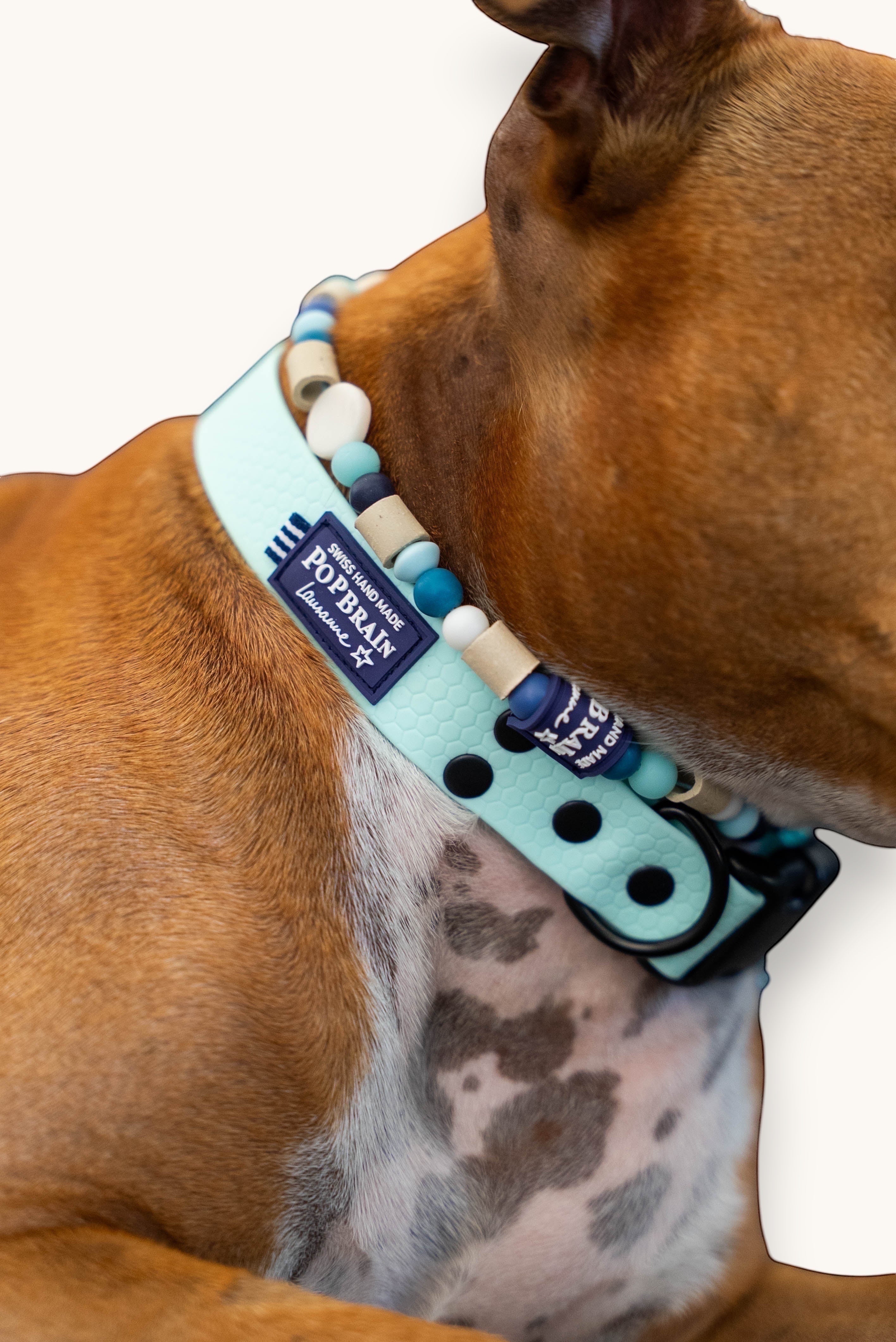 Popbrain waterproof light blue PVC dog collar with honeycomb texture and decorative beads on a brown dog