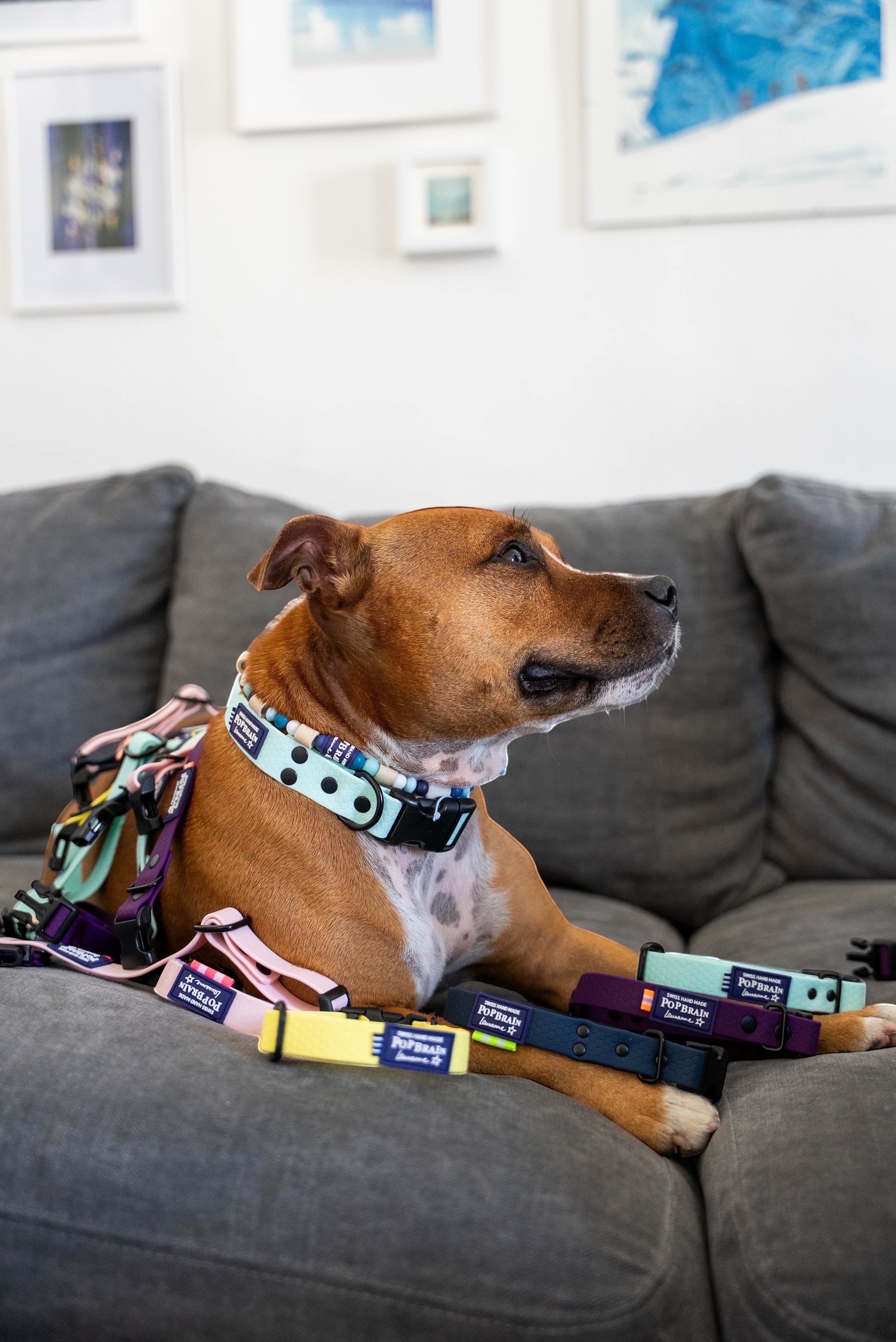 Popbrain waterproof PVC dog collar in mint green with honeycomb texture worn by a brown dog on a grey sofa